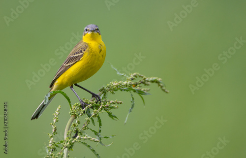 Fotografie Yellow wagtail - male bird in summer at a wet fields
