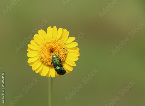 Tableau sur toile Anthemis tinctoria (yellow chamomile, ox-eye chamomile, golden marguerite) bloom