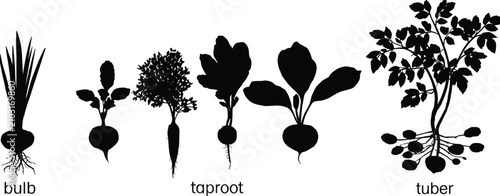 Schilderij op canvas Six Silhouettes of Root Vegetables and a Potato Plant Showing Bulb Taproot and T