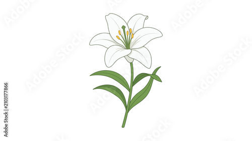 Elegant White Lily Flower with Green Leaves and Stem Isolated on White Background in white background.