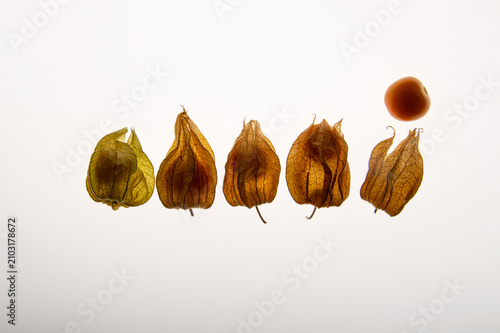 Canvastavla Horizontal sequence of golden berries physalis showing paper husks and a peeled