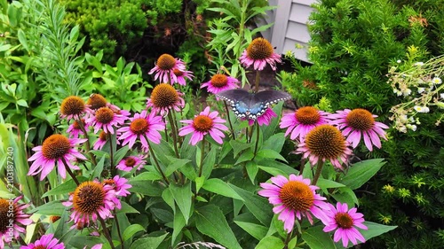 New Jersey, USA. Butterfly on a flower. July 16, 2026.