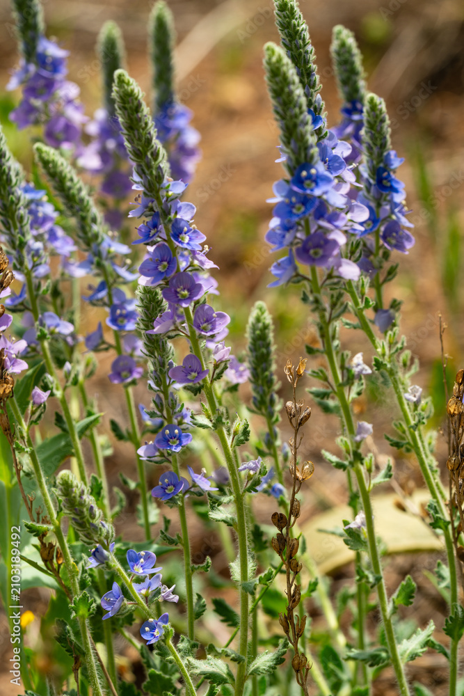 Fototapeta premium Close up of blooming blue Veronica pectinata var pectinata flowers in a natural garden setting