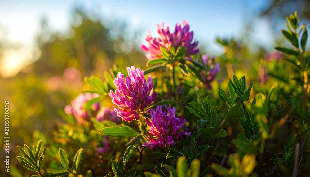 Fototapeta premium Clover blossoms in golden light