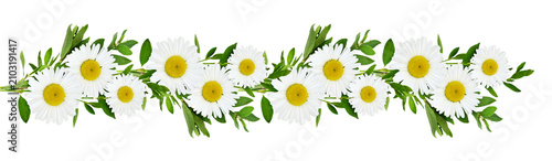 Daisy flowers and green grass in a line floral loopable pattern isolated on white or transparent background