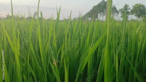 Close Up of Spider Spinning Web on Green Rice Plants