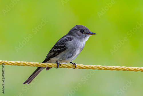 Valokuva Eastern Wood-Pewee 4