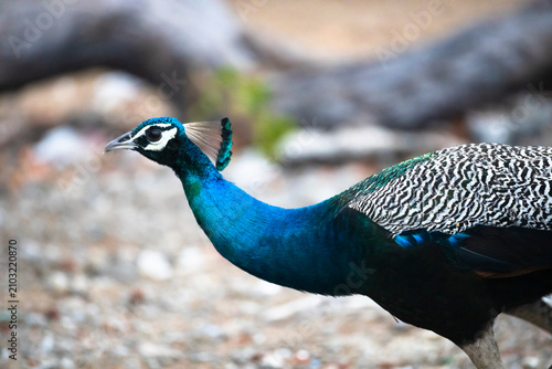 Billede på lærred Indian Peafowl Close-Up Running Across the Ground
