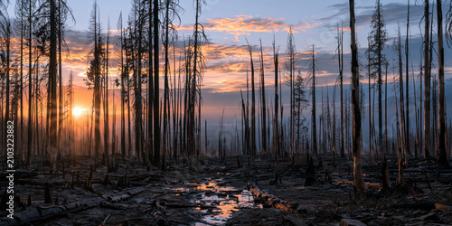 Sunset Silhouettes in a Burnt Forest During Dusk