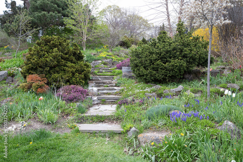 Spring rock garden with stone steps, tulips, conifers and flowering shrubs