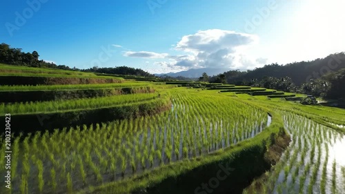 Lush green rice terraces reflect the bright blue sky at sunrise