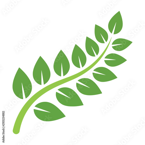 Green fern leaf branch with small leaflets on white background
