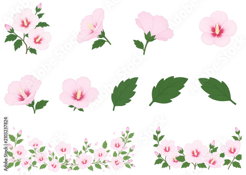 무궁화, 무궁화 일러스트 