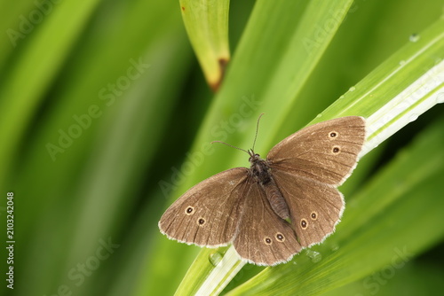The ringlet (Aphantopus hyperantus) butterfly
