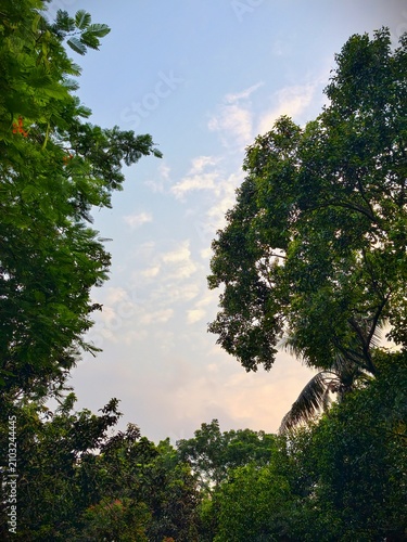 Rare Purple Mango Fruits Growing on a Young Tree with Long Green Leaves
