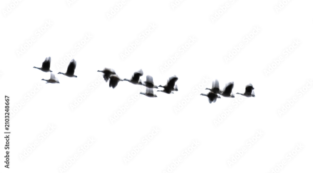 Obraz premium Blurry silhouettes of a flock of wild geese flying in a v-formation creating a sense of movement and freedom on a transparent background.