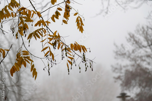 Yellow autumn leaves and seedpods hanging from branches on a foggy morning
