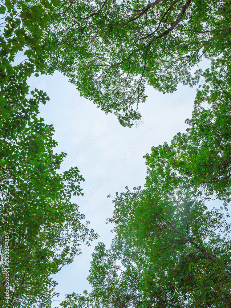 Fototapeta premium Low Angle View of Forest Treetops Forming Heart Shaped Sky Opening