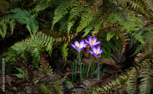 Crocus flowers emerging among last-year's autmn fern fronds, in spring in garden in central Virginia