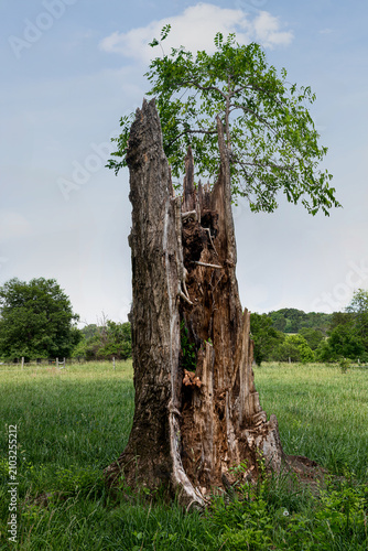 Damaged and decaying tree with one lone shoot still surviving, in pasture in central Virginia.