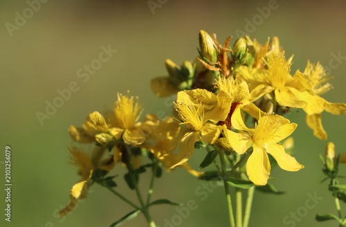 Canvastavla St. John's wort (Hypericum perforatum) herbaceous medicinal herb