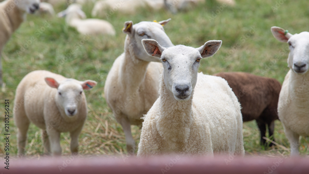 Fototapeta premium Close Up of Sheep and Young Lamb Grazing in Meadow