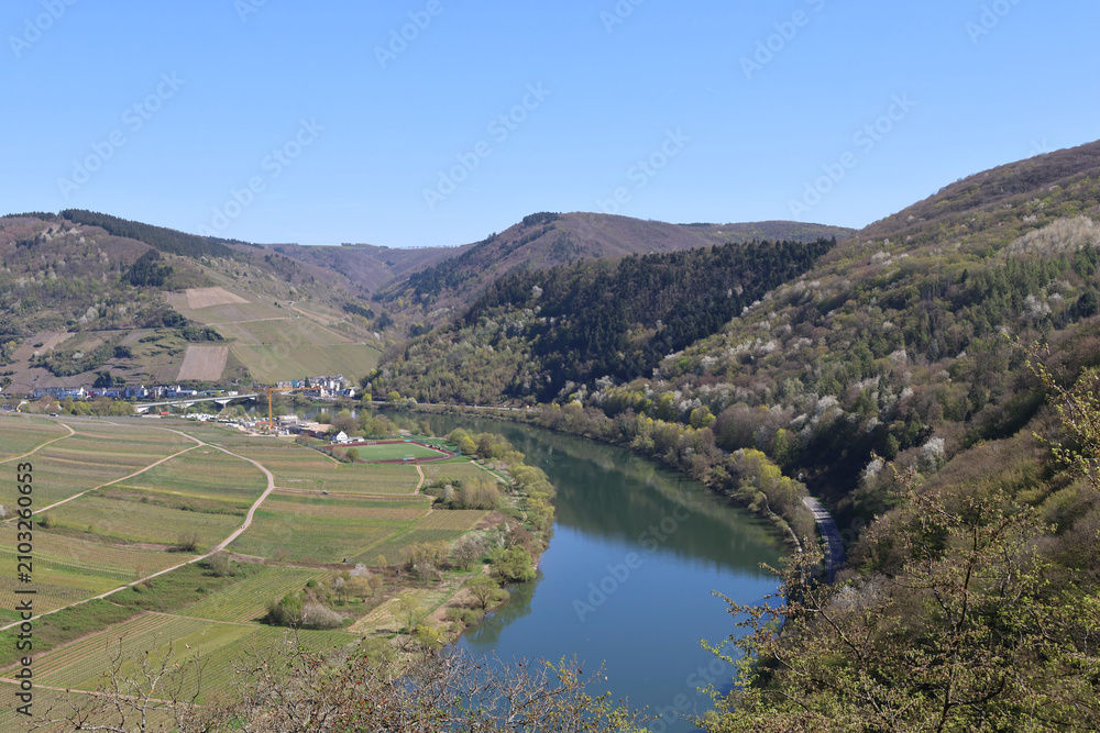 Obraz premium Vineyards overlooking the Moselle River near Briedel with panoramic views across the scenic Moselle Valley in Rhineland-Palatinate, Germany.