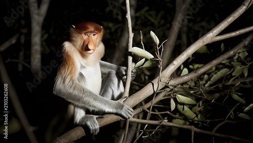 Male Proboscis Monkey (Nasalis larvatus) chewing dry mangrove leaves for attracting mate, Borneo, Malaysia.
