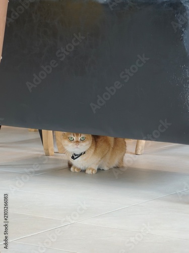 Cute orange tabby cat hiding and peeking under a dark board indoors
