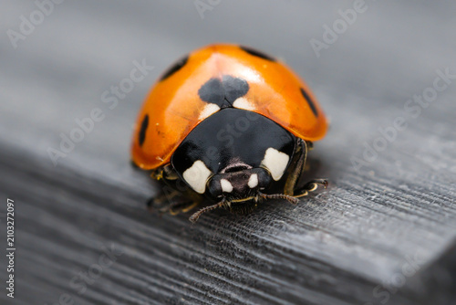 7-Spot Ladybird On Garden Table - IMG_6161
