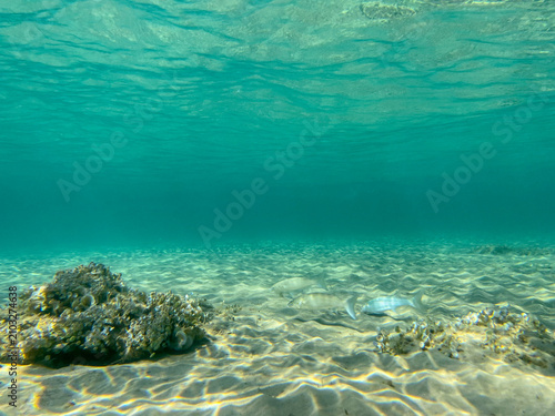 Underwater green seagrass meadow growing on sandy seabed in clear turquoise ocean water for marine biology website design. Shallow sea floor background for nature and travel mockups.