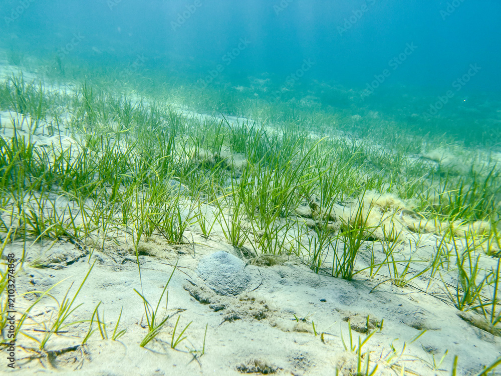 Obraz premium Underwater green seagrass meadow growing on sandy seabed in clear turquoise ocean water for marine biology website design. Shallow sea floor background for nature and travel mockups.