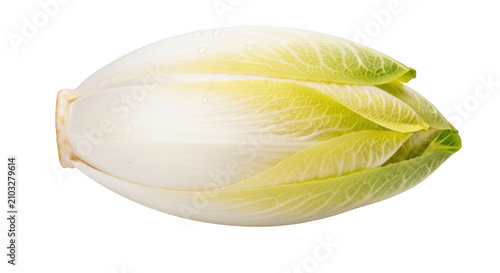 Fresh raw belgian endive vegetable isolated on transparent background
