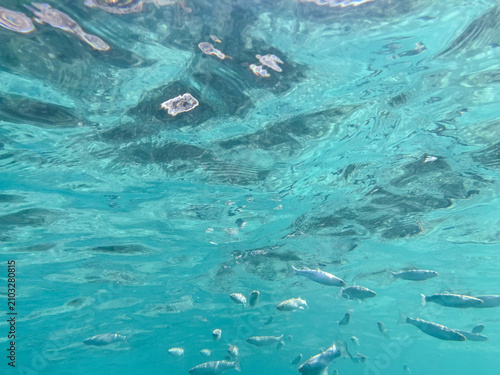 Photography Underwater school of fish swimming near water surface in clear turquoise ocean for marine travel website design