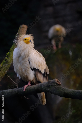 Obraz na płótnie bird of prey