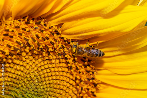 Honey bee (Apis mellifera) pollinating a common sunflower (Helianthus annuus) – macro wildlife and agriculture photography