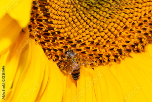 Honey bee (Apis mellifera) pollinating a common sunflower (Helianthus annuus) – macro wildlife and agriculture photography