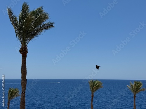 Tropical seascape with palm trees under clear blue sky