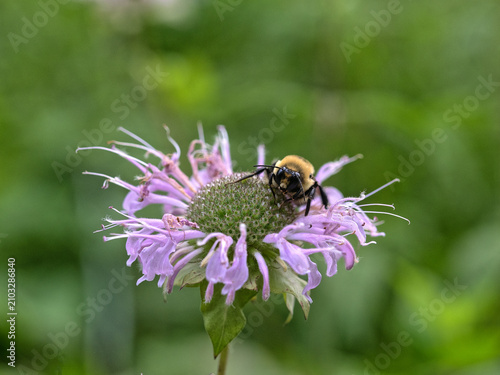 Bumblebee in garden, feeding on flower