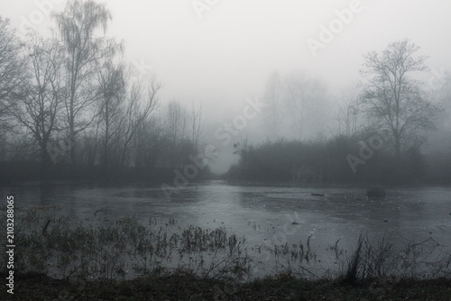 Fog in the forest