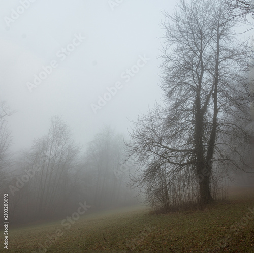 Fog in the forest