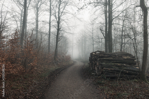 Fog in the forest