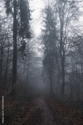 Fog in the forest