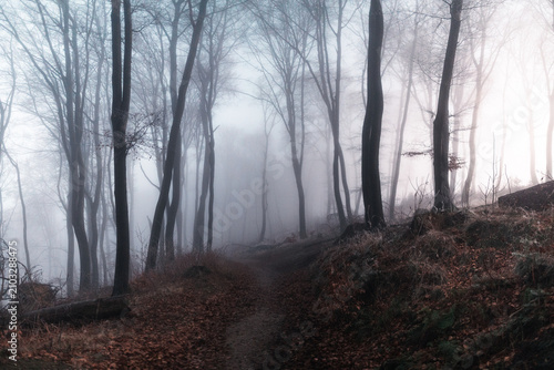 Fog in the forest