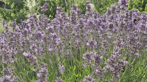 Vibrant purple lavender bush blooming in a lush green summer garden. Lavender flowers with bumblebees