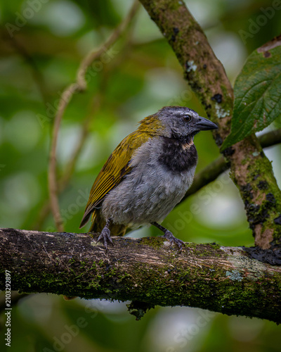 Obraz na płótnie Buff-throated saltator (Saltator maximus)
