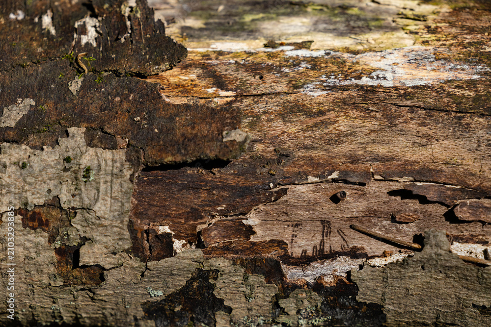Fototapeta premium decaying tree bark texture
