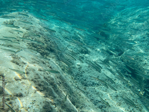 Photography Dense school of small silver fish swimming underwater over reef for marine nature website background