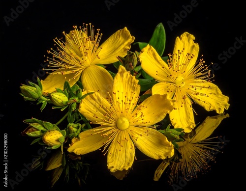 Bright yellow chrysanthemum flowers close up.