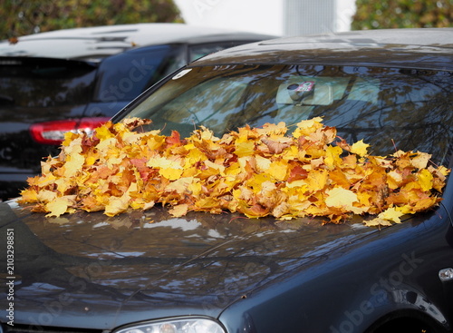 Discoloration - autumn leaves lying on a car